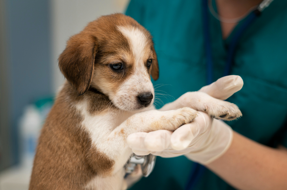 about our veterinary practice Davie, FL
